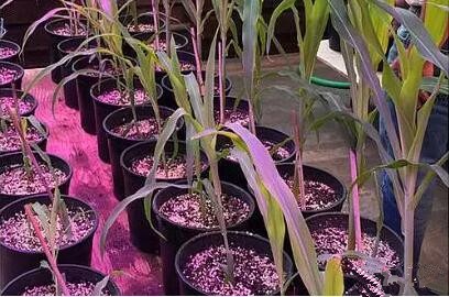 利(li)用(yong)LED培育(yu)的玉(yu)米(mi)有何優(you)勢(shi)？美(mei)國辳(nong)業部研究得